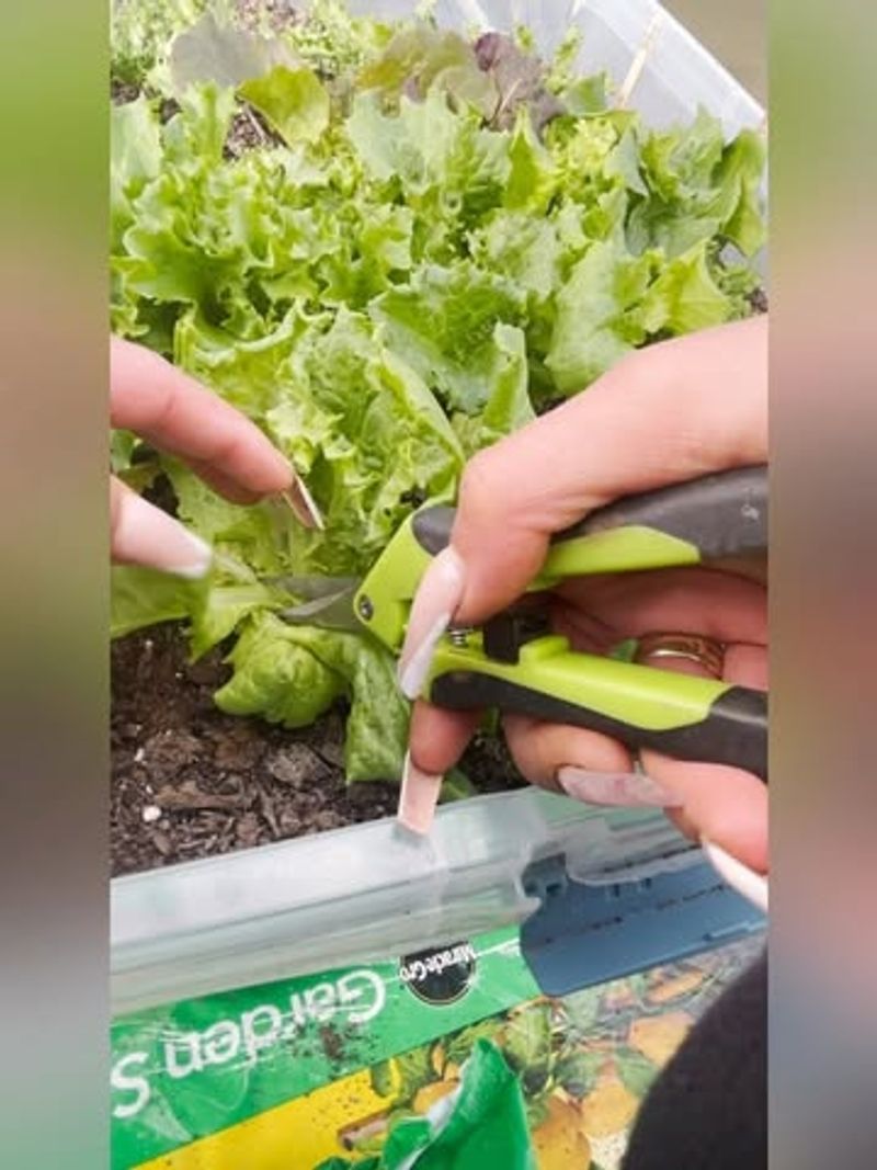 Harvest Properly For Continuous Growth