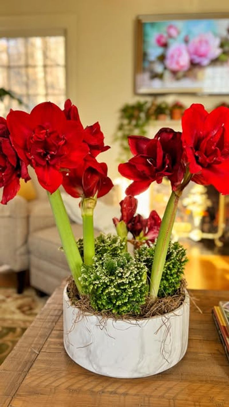 Choose Winter Bloomers
