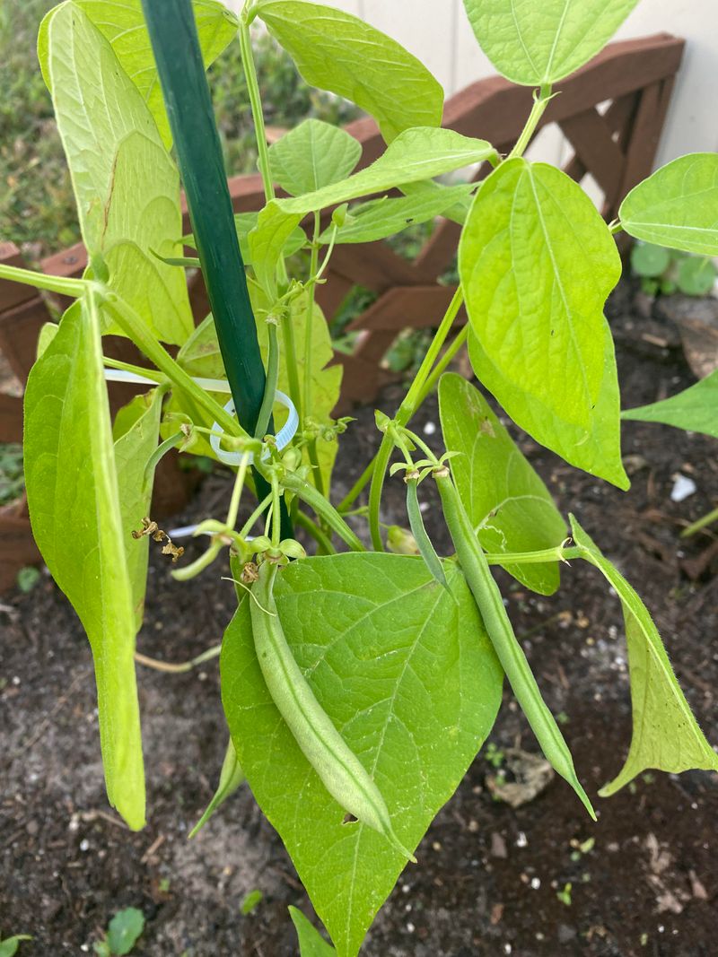 Boost Yields With Proper Pruning Techniques