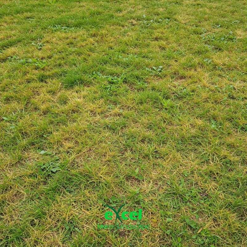 Neglecting Thatch Buildup