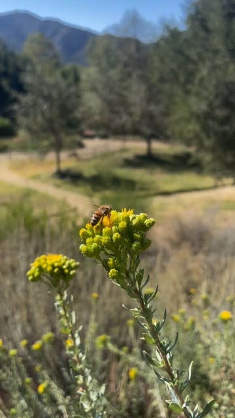 Overlooking Native Plants