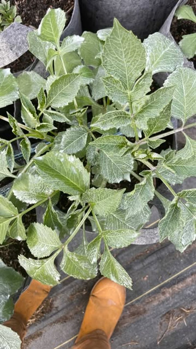 Overlooking Heat-Stressed Plants