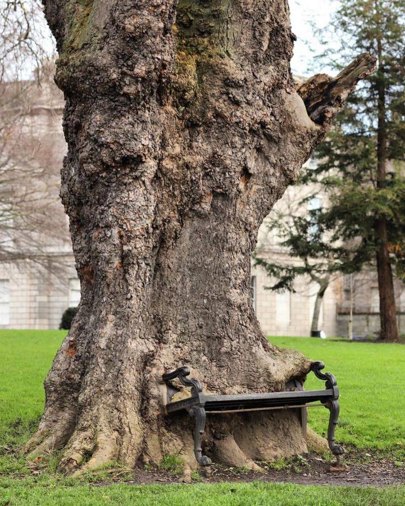 Water-Hungry Trees