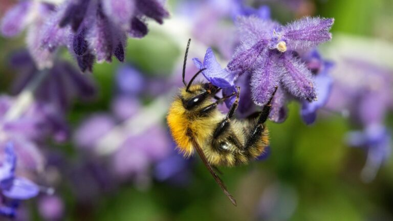 bumblebee on a russian sage flower