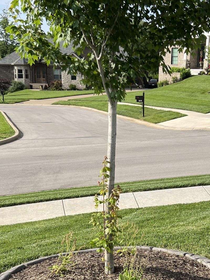 Lone Shade Tree Syndrome