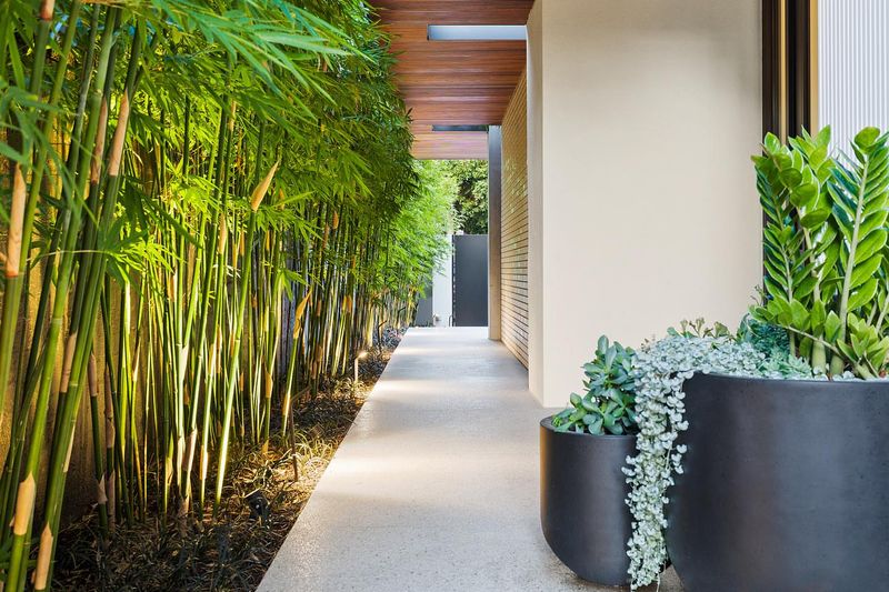 Create Privacy With Potted Bamboo