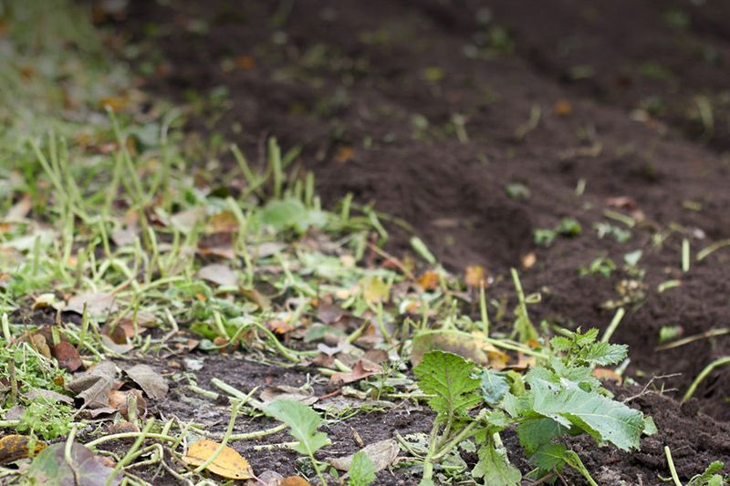 Break Compacted Soil Gently