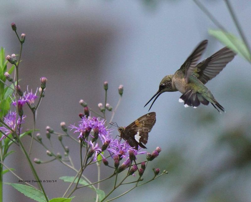 Creating Wildlife Habitat With Water-Loving Plants