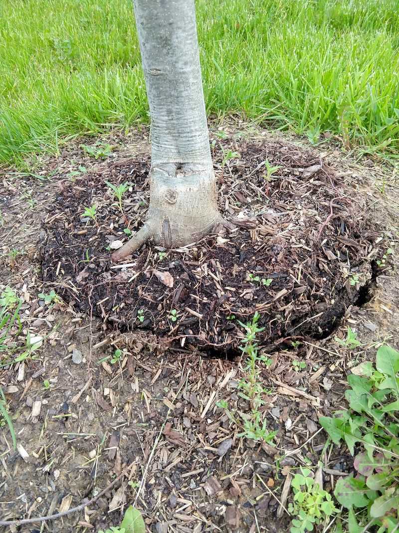 Changes Soil Temperature Regulation