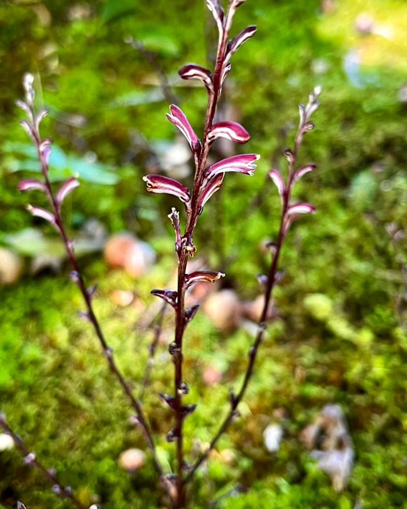 Beechdrops (Epifagus virginiana)