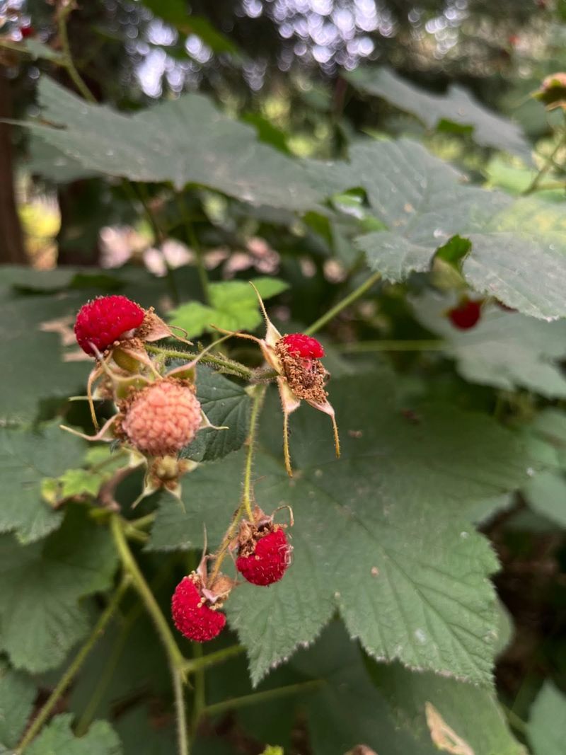 Thimbleberry (Rubus parviflorus)