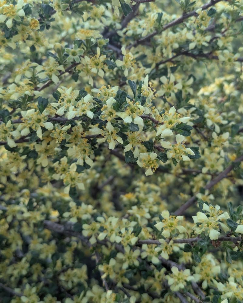 Antelope Bitterbrush