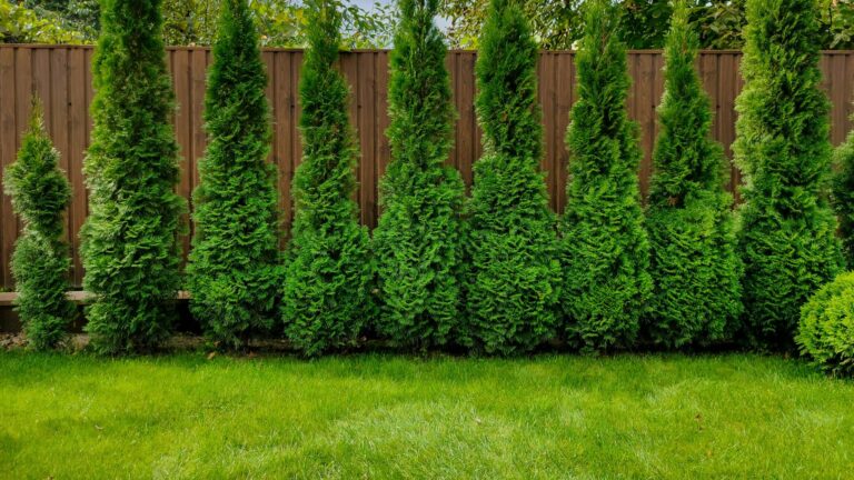 american arborvitae