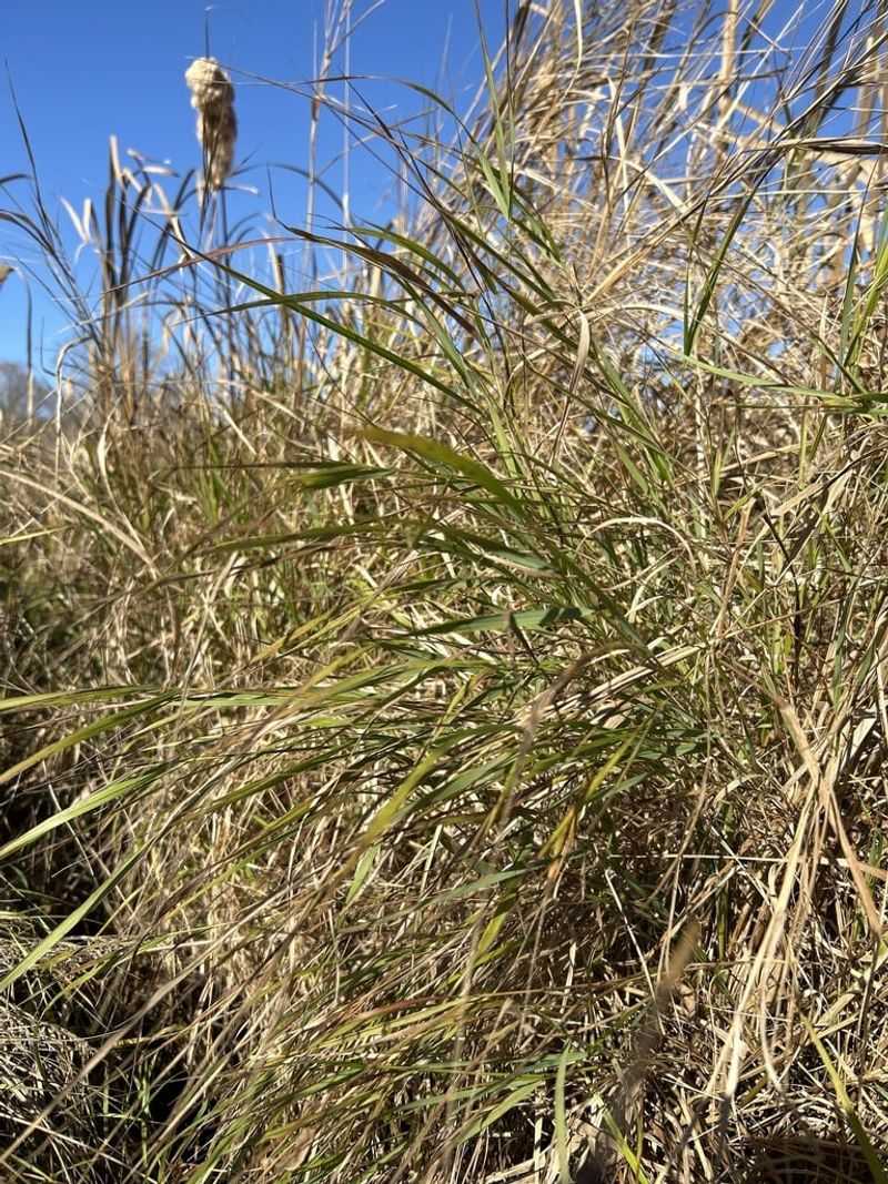 Switchgrass (Panicum virgatum)
