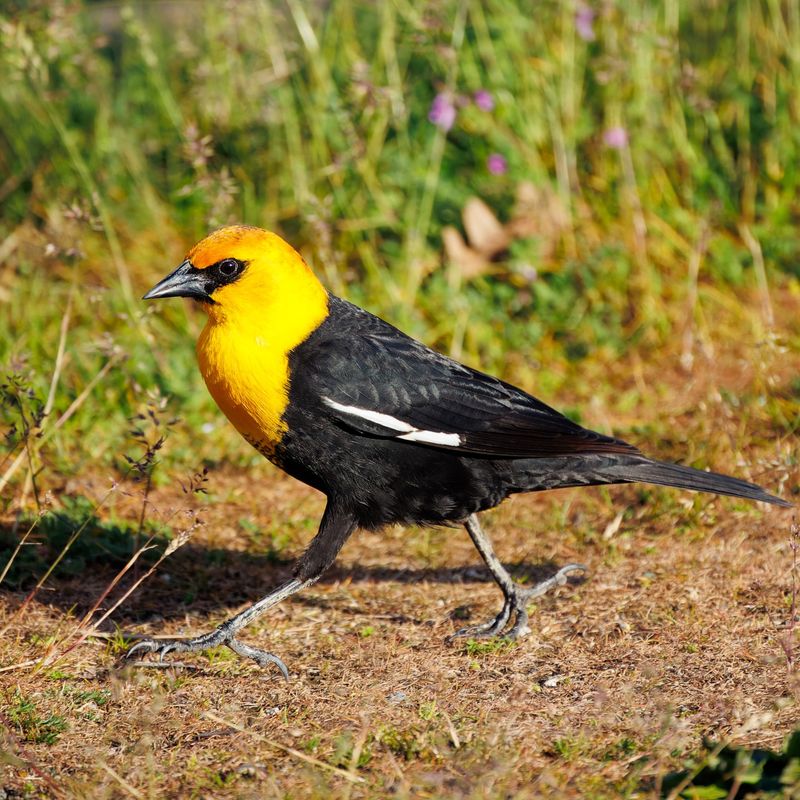 Yellow-headed Blackbird