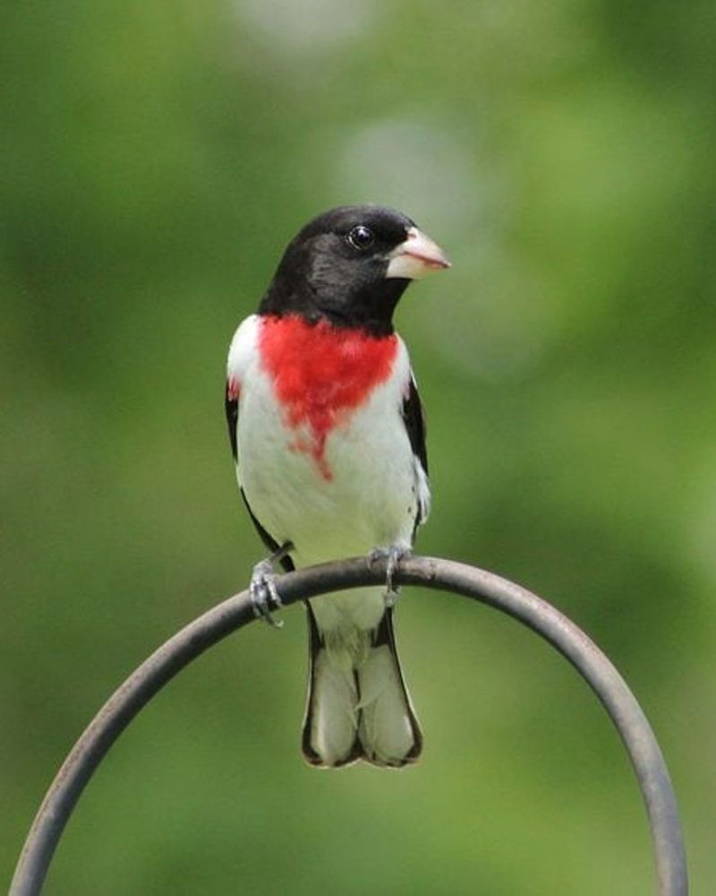 Rose-breasted Grosbeak: The Tuxedo Bird
