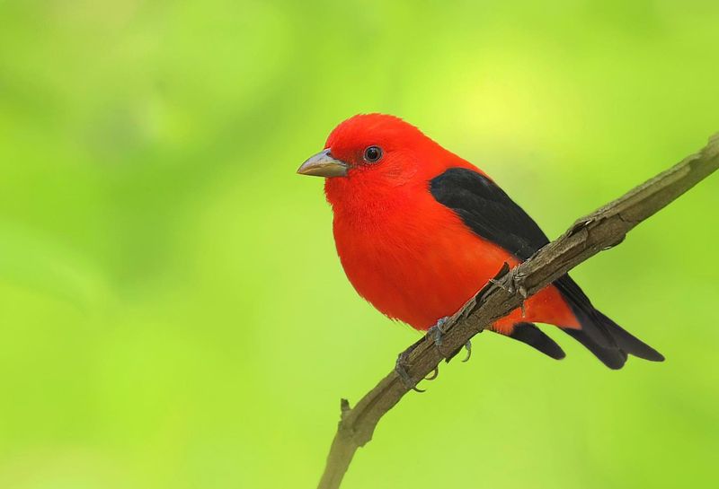 Scarlet Tanager