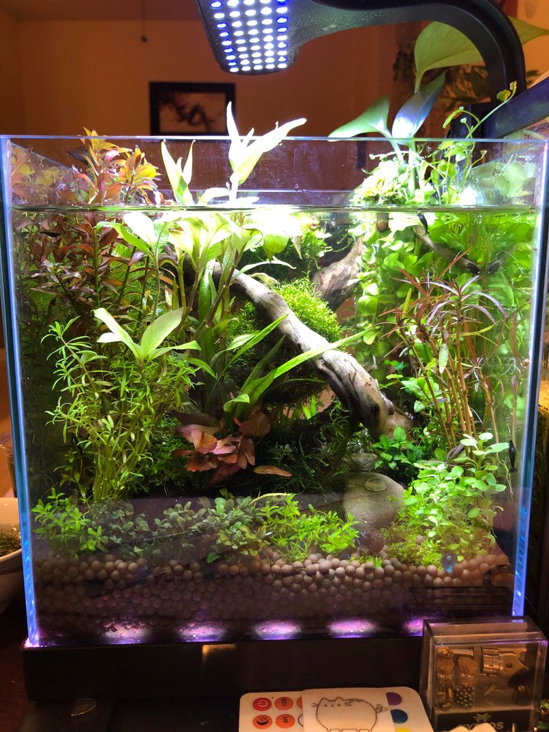 Aquarium Placement