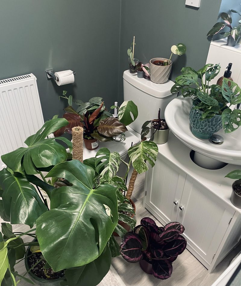 Strategic Shower Plants