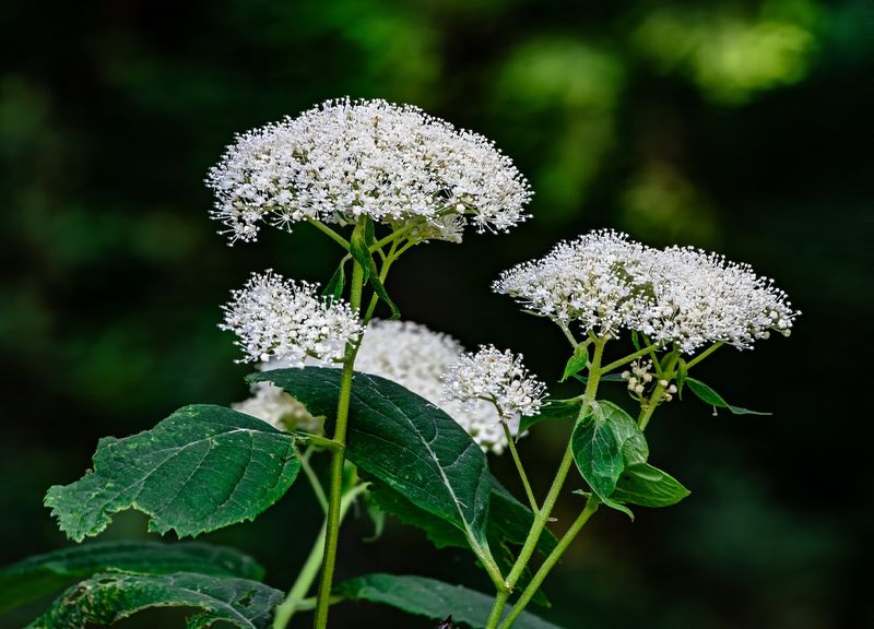 Wild Hydrangea