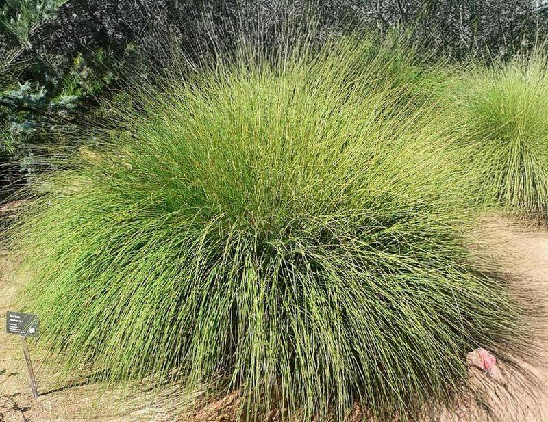 Deergrass Forms Perfect Rounded Mounds
