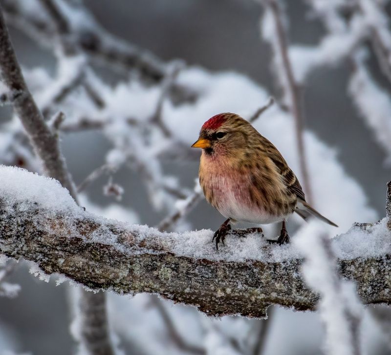 Bird Buffets All Winter Long