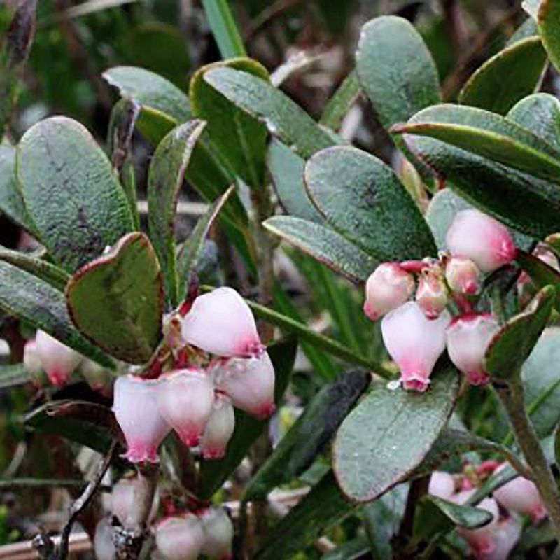 Kinnikinnick (Arctostaphylos uva-ursi)