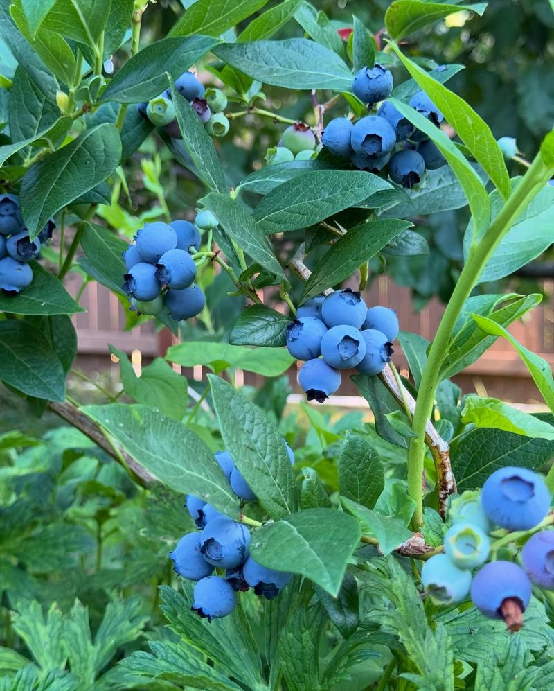 Grow Berry-Producing Plants