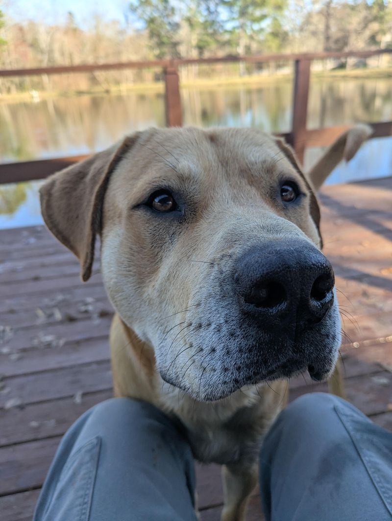 Keep Pets Supervised Outdoors