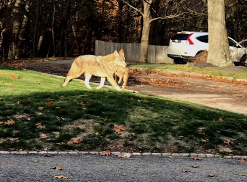 Call Animal Control For Persistent Visitors