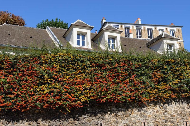 Create Garden Barriers With Strategic Plantings
