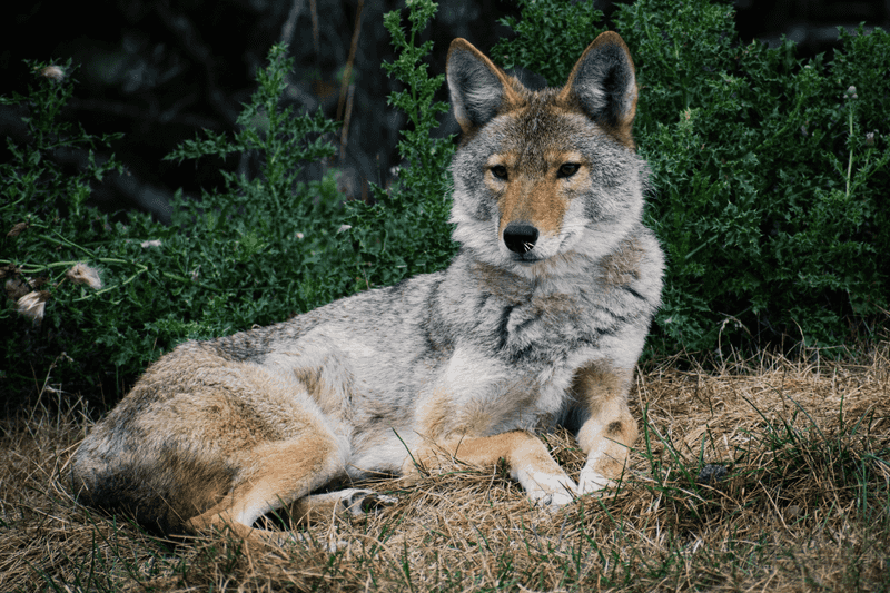 Educate Neighbors About Coyote Management
