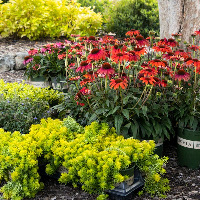 Group Plants by Water Needs