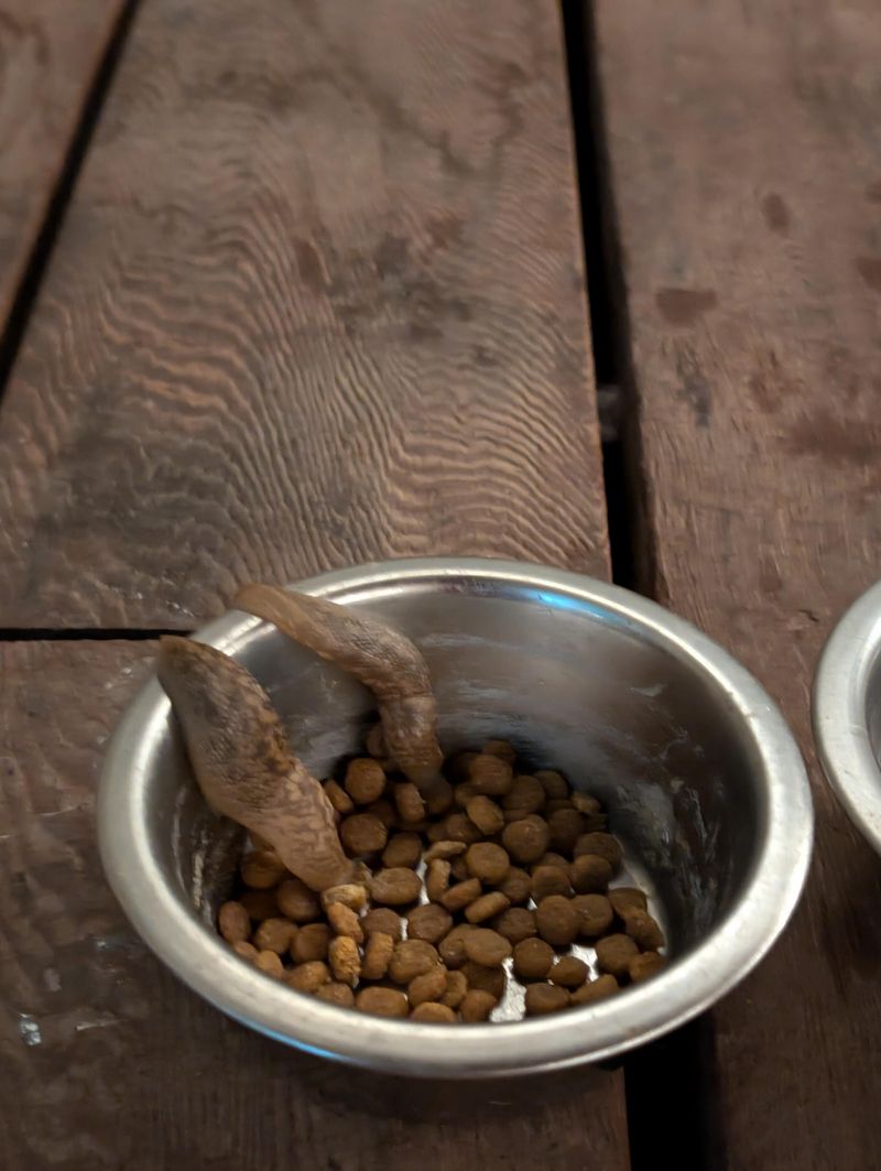 Remove Attractants From Your Yard