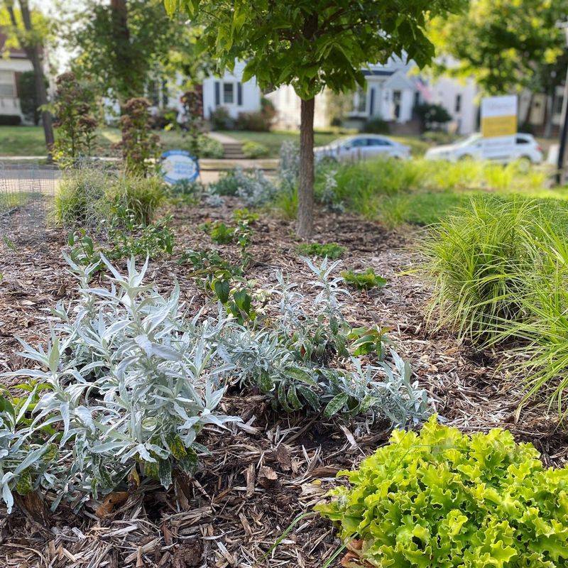Create Rain Gardens