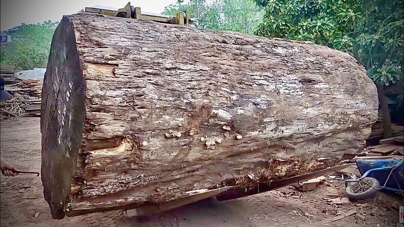 Stack Desert-Salvaged Wood Near Ironwood Trees