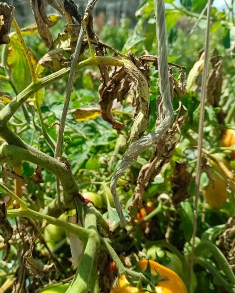 Destroy Infected Plants Without Mercy