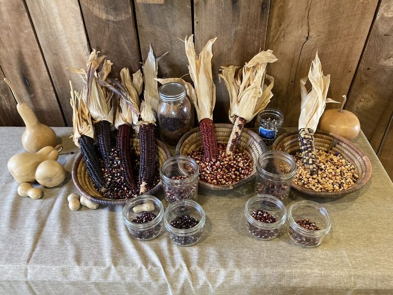 Collect And Save Open-Pollinated Seeds