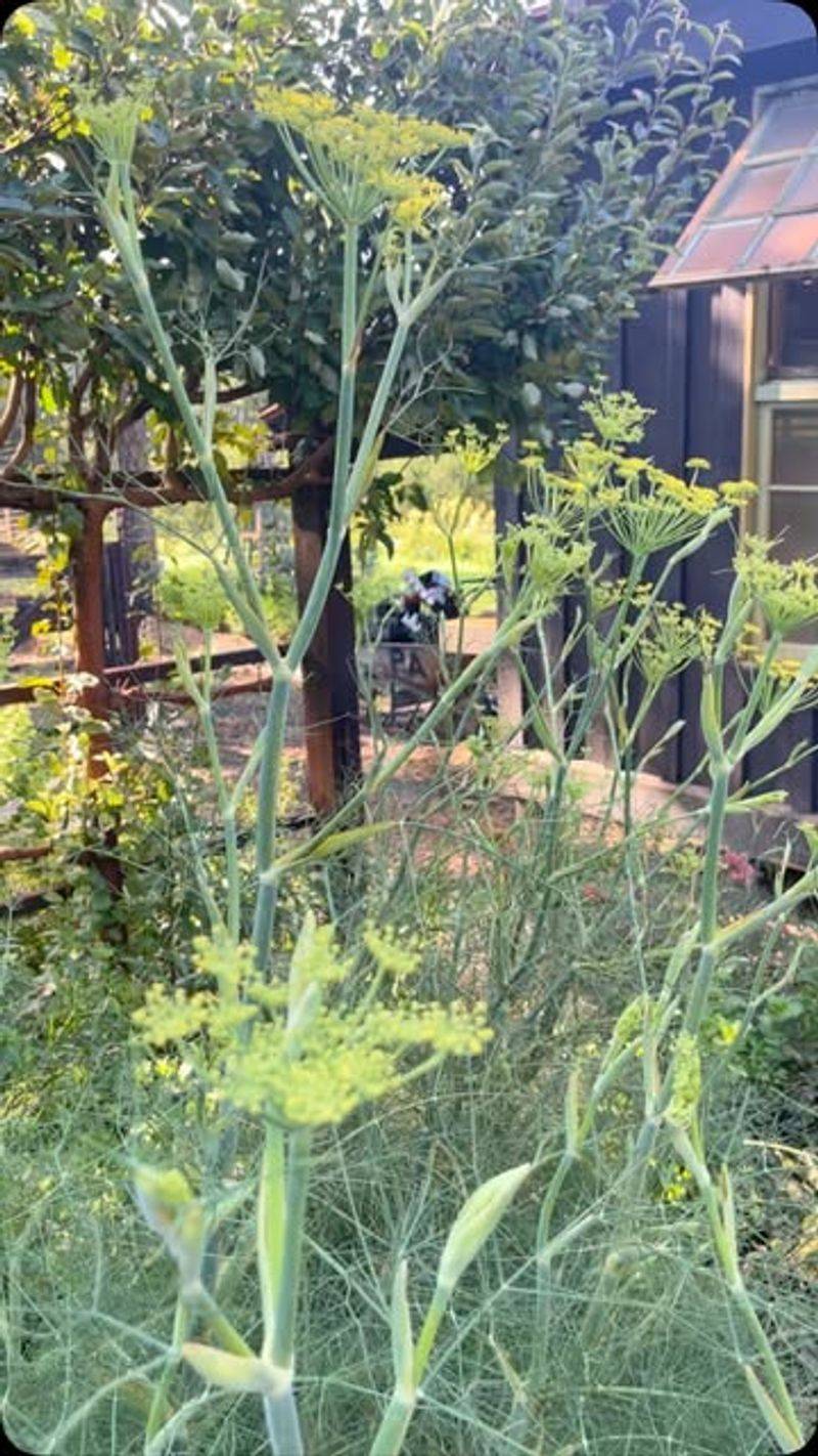 Blend Multiple Herb Varieties For Textural Interest