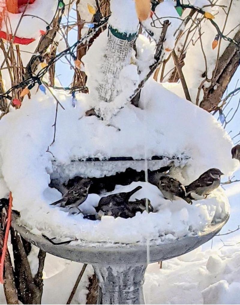 Birdbath De-icer
