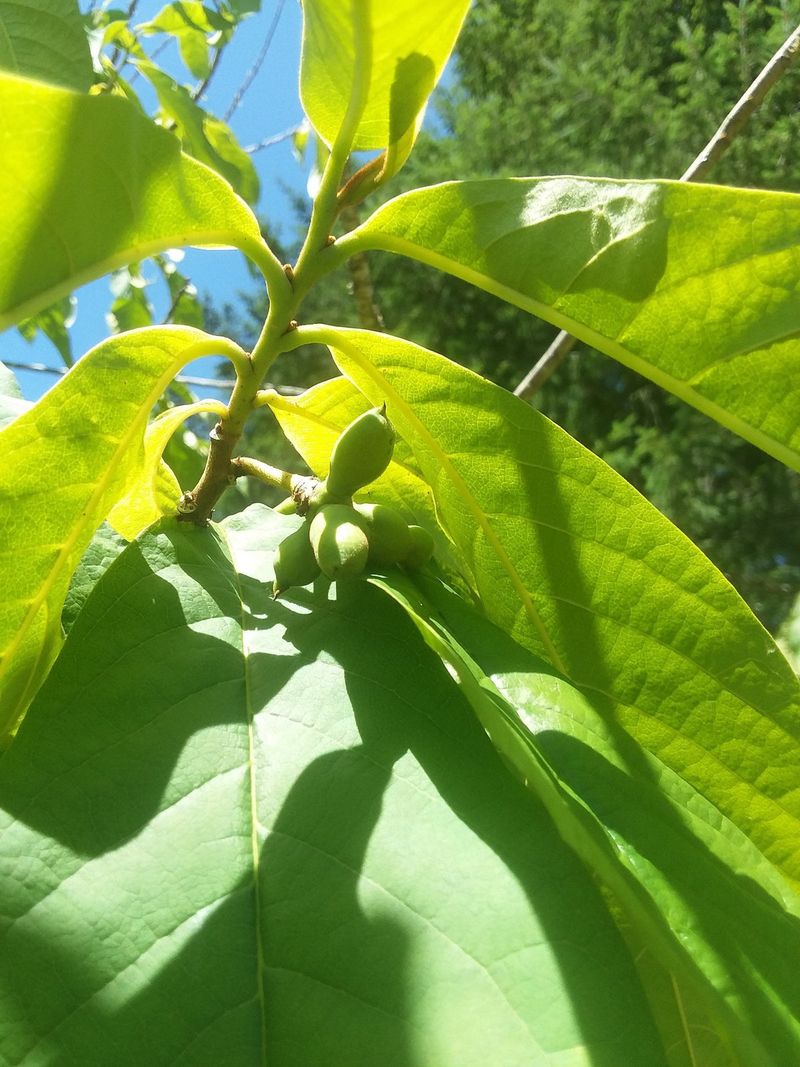 Establish Understory Diversity