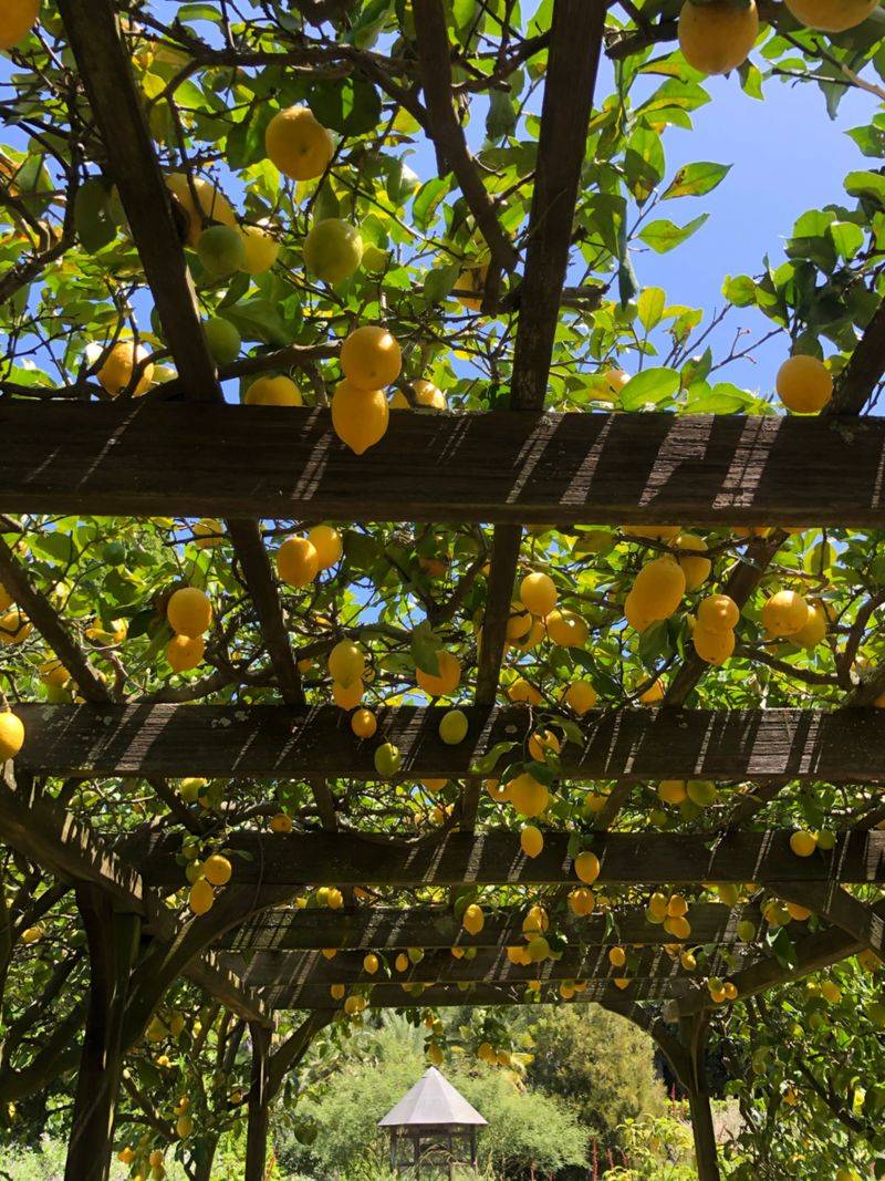 Citrus Tree Corridor Canopies