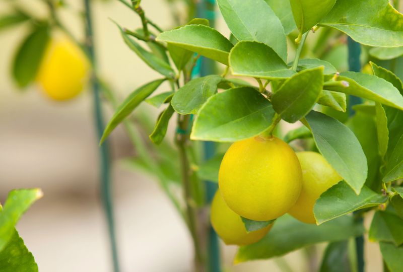 Adding Small Citrus Trees In Corner Planters
