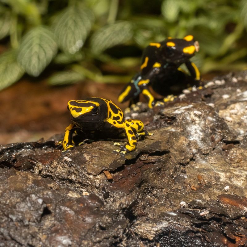 Tropical Rotunda's Poison Dart Frogs