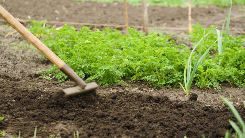 Till Under Spent Plants Strategically