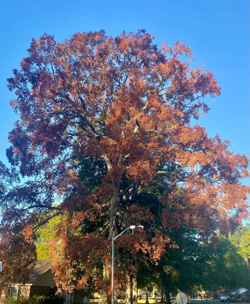 Tree Canopy Reduction