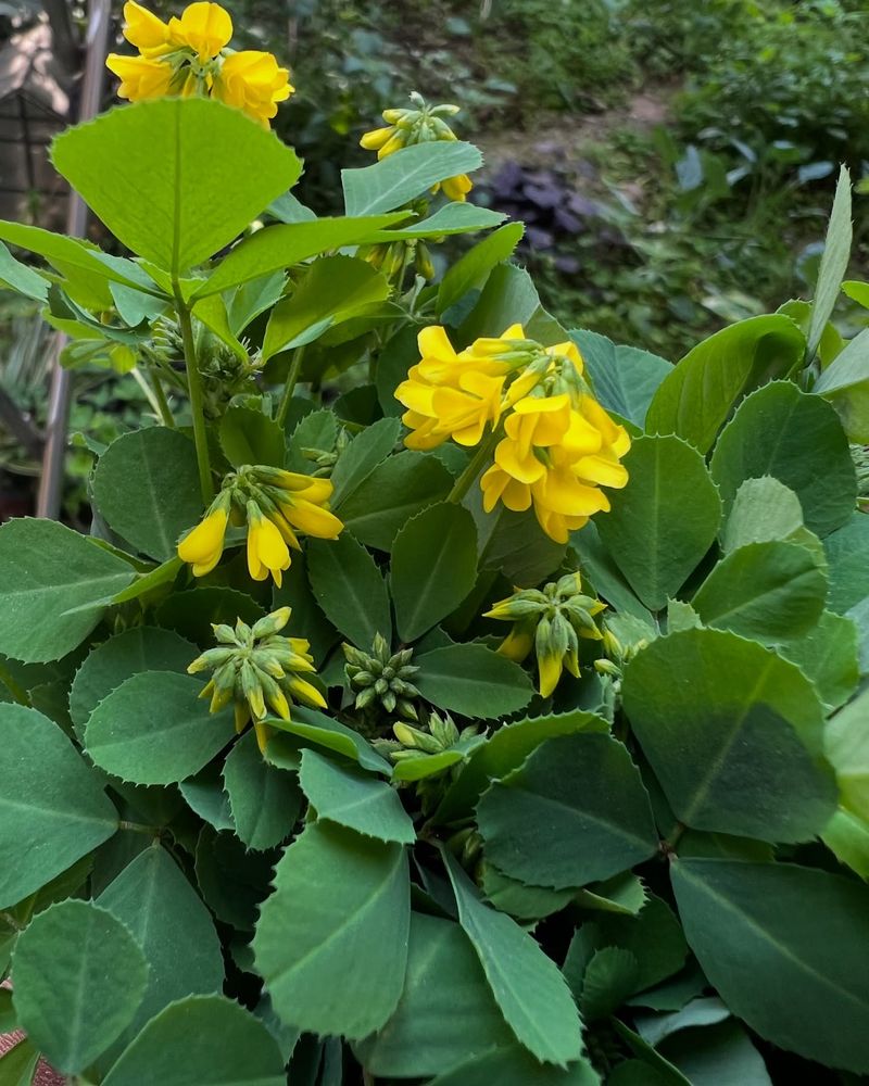 Seasonal Gaps Leave Pollinators Hungry