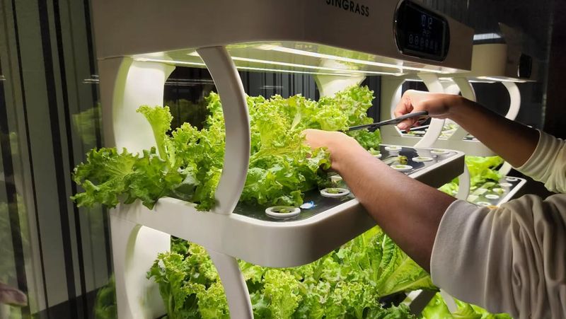 Set Up A Winter Hydroponics Station