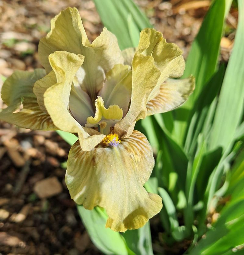 Dwarf Bearded Iris