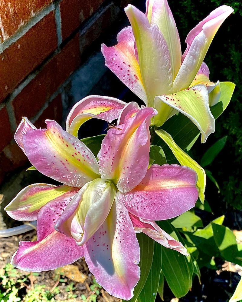 Lilies: Summer-Blooming Bulbs That Need Fall Planting